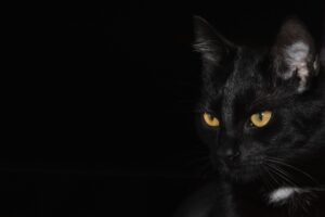 Gatto legato dalle zampe annega a Messina