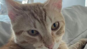 Gatto legato sui binari a Roma: il micio rosso non ce l’ha fatta, fiaccolata in suo ricordo