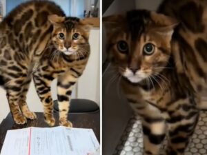 La sua mamma umana esce fuori dalla doccia con un asciugamano sui capelli, ma il gatto non capisce proprio cosa sta succedendo