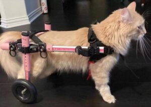 Gatto paralizzato dopo essere caduto dal terzo piano: ecco la nuova vita di Shrimp