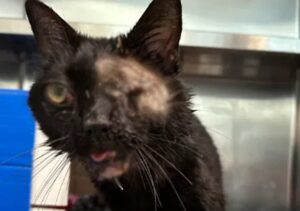 Gatto randagio è fortunato ad essere vivo: gli hanno dovuto asportare gli occhi