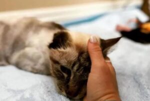 Il gatto con un orecchio solo stava per essere ingiustamente soppresso da un uomo senza scrupoli