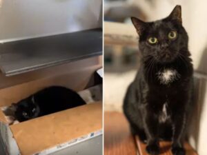 Sono passati 2000 giorni e lui stesso non ci credeva più, ma alla fine il gatto ha avuto il suo lieto fine