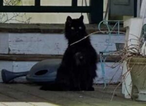 Gatto sfrattato da casa dopo il decesso della proprietaria