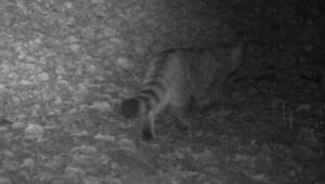 Gatto sopravvissuto nei boschi per 16 giorni: l’incredibile storia di Loki