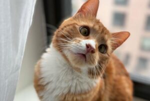 Viveva per le strade e si arrangiava, finché questo gatto non ha incontrato gli occhi dolcissimi di una bambina