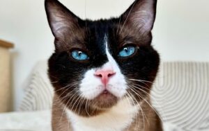 Gatto super aggressivo diventa un tenerone in tre settimane