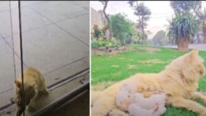Dopo aver perso due gattini, mamma gatta decide di farsi coraggio e trova un modo per portare in salvo i sopravvissuti