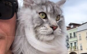 Se amate i Maine Coon impazzirete per le avventure di questo gattone in bicicletta (che si svolgono in Italia) (VIDEO)