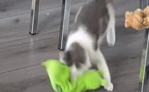 La donna lo afferma con convinzione: “Questo è il migliore e il peggiore gioco per gatti, allo stesso tempo” (VIDEO)