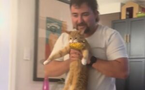 Questo gatto arancione si guadagna un titolo davvero particolare (ma i suoi padroni hanno ragione) (VIDEO)