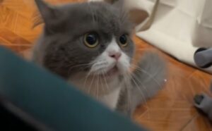 Questo gatto sembra proprio dire “Hello” come gli esseri umani e tutti impazziscono per lui (VIDEO)