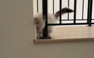 La donna cerca di fare di tutto per tenere il suo gatto al sicuro, ma lui non è del tutto d’accordo con le sue scelte (VIDEO)