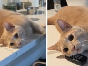 La donna vuole uscire di casa, ma il suo gatto non è d’accordo: ha altri piani per lei