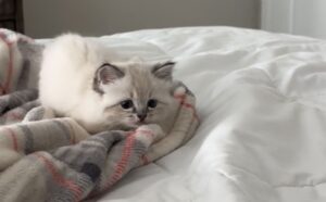 Il minuscolo gattino Ragdoll entra in “modalità attacco”, ma il risultato non è per niente spaventoso (VIDEO)
