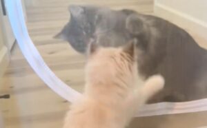 Il momento in cui questo Ragdoll incontra il suo nuovo “fratellone” è davvero tutto da vedere (VIDEO)