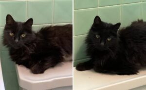 Il povero gatto viene scoperto a piangere fuori da una casa: il suo padrone era morto e lui non sapeva che fare