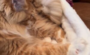 Il Maine Coon che “fa biscotti” sul suo letto è il miglior piccolo fornaio che vedrete mai (VIDEO)