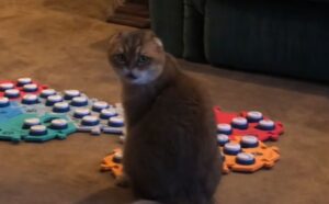 Non si lascia certo fraintendere: questo Scottish Fold fa capire alla sua padrona che è arrivato il momento di posare il telefono (VIDEO)