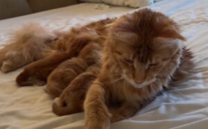 Mamma Maine Coon ha appena avuto i suoi gattini, ma non vede l’ora di divertirsi e prendersi cura di se (VIDEO)