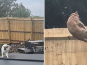 La donna installa una “recinzione di sicurezza” nel suo giardino, ma il gatto ha tutte le intenzioni di smentirla