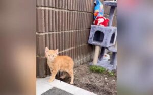 Il gattino è stato abbandonato con tutti i suoi giocattoli: non riesce a riprendersi dal dolore