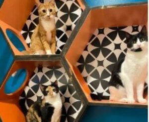 Tecnica del gatto per farsi adottare: entrare nei trasportini degli altri mici