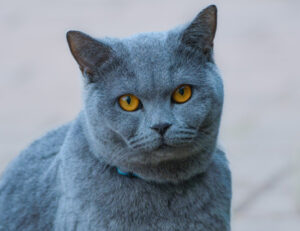 Domanda importantissima: quanto sono pericolose le zanzare per i nostri gatti?