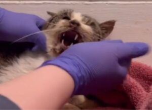 Dopo tempo, il gatto randagio malato e malnutrito viene salvato da chi riesce a vederne la bellezza