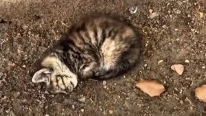 Il gatto randagio era ormai in agonia: solo dopo averlo salvato hanno capito quanto fosse grave la sua malattia – Video