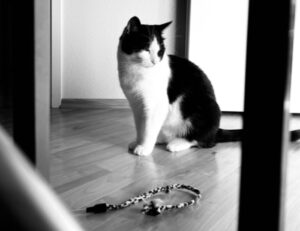 Ma i gatti soffrono se andiamo in vacanza senza di loro?