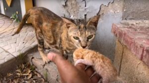 Mamma gatta ha dato alla luce il suo piccolo in mezzo alla strada, ma nessuno le ha dato un mano – Video