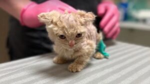 Per troppo tempo questo povero gattino ha continuato a chiedere aiuto invano, mentre tutti lo ignoravano – Video