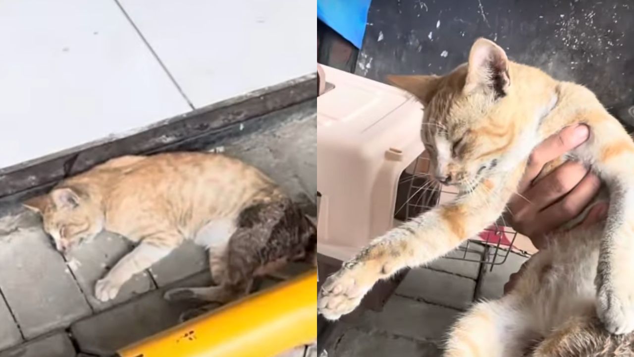 Gatto senza forze