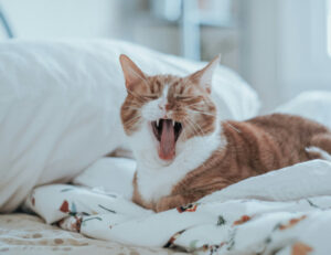 Se il tuo gatto tossisce, stai attento: le cause potrebbero essere più gravi di quanto pensi