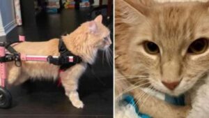 È rimasto paralizzato, ma è comunque un miracolato: questo gatto è sopravvissuto a una caduta terribile