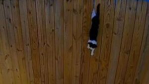 Una donna si sveglia con un gatto randagio che urla nel suo cortile: è così che parte l’eroico salvataggio