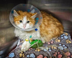 Gatti gravemente feriti guariscono completamente dopo l’attacco di un cane