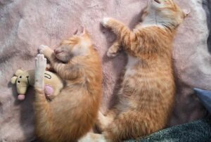 Una coppia aiuta un gattino a cui manca l’arto, ma lui si affeziona a quello che è il suo più grande difensore
