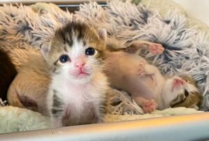 Hanno tirato questi sette piccoli gattini fuori da un rifugio per animali e adesso stanno iniziando nuove avventure