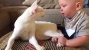 Anche i gatti sanno essere pazienti: questo micio alle prese con il bambino lo dimostra alla perfezione