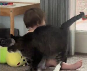 Gatto “aggressivo” si trasforma completamente dopo essere diventato “mamma”