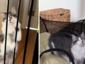 Il gatto cieco è pieno d’amore: questi sono i modi in cui cerca l’attenzione della sua padrona