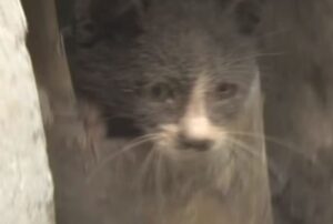 Un gatto misterioso salva un gattino intrappolato in un muro: poi scompare senza lasciare traccia
