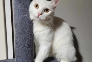 Il gatto si presenta davanti a una casa in cerca di cibo: si rendono conto che è sordo, ma ha un cuore d’oro