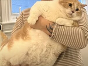 Era obeso, ma adesso tutti applaudono i successi di questo gattino mentre perde peso e torna in salute
