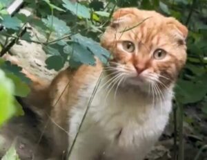 Gatto ucraino spaventato dalle bombe durante l’evacuazione ritrova la sua famiglia