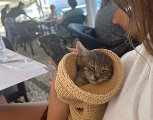 Ragazza salva un gattino dal porto di Spetses: tutti applaudono al suo gesto eroico