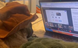 Il gatto viene coinvolto in una super riunione di lavoro e fa impazzire tutti per la sua attitudine (VIDEO)