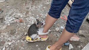 Disperato per via della solitudine, il gatto si trascina in un cantiere e si aggrappa a quello che gli sembra un uomo buono – Video